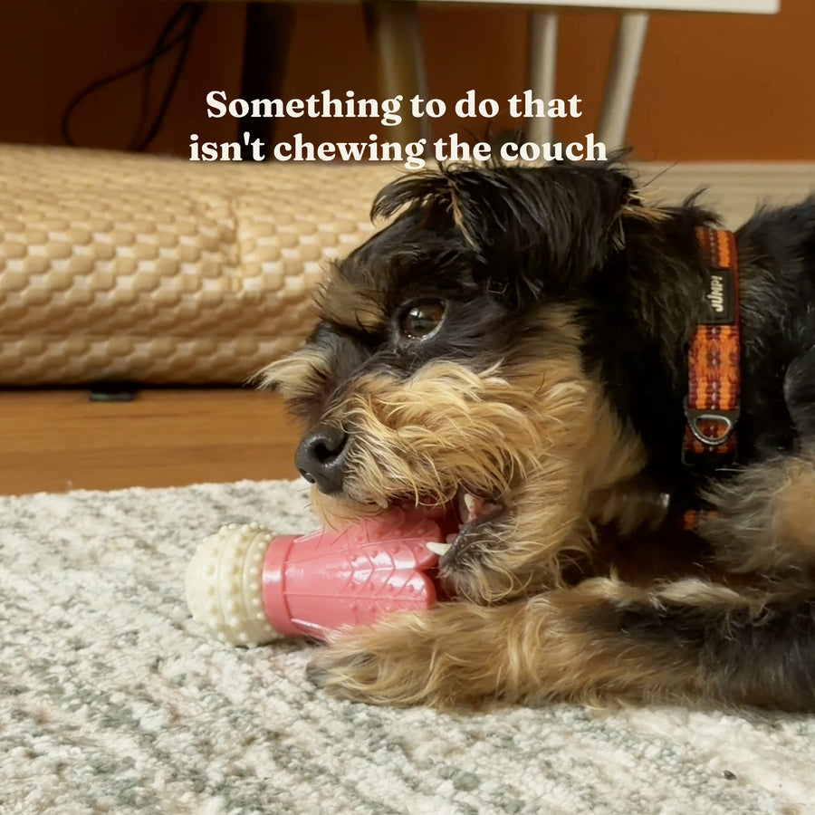 Terrier lying on a rug chewing the pink Busy Chew dog toy instead of the furniture