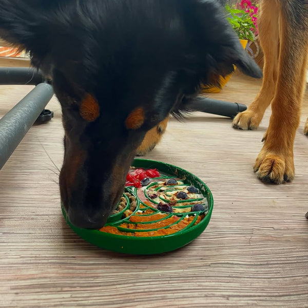 Why Does My Dog Eat So Fast? Causes, Risks and What Helps