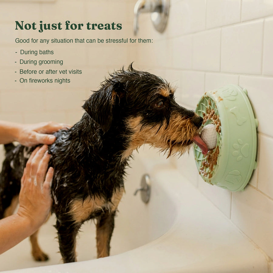 Wet terrier in a bathtub licking a green Hush Bowl suctioned to the tile wall during a bath
